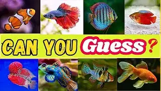 Can You Guess All Cute Fish Breed in 3 Second || Ultimate Quiz || General Knowledge quiz