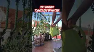 Fertilizante para #TOMATE RAF