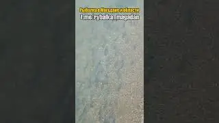 Ход лососевых в реке