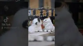 #urdu poetry# os na tora wo taluk jo mare zat sy tha# 2 line shyari#