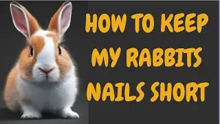 How To Keep My Rabbits Nails Short