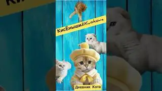 Поход к ветеринару Беременность кошки #cat #кисёныши  #смешныеживотные #истории#animals #catlover
