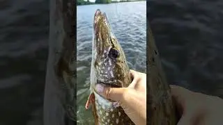как определить возраст щуки #рыбалка #отдых