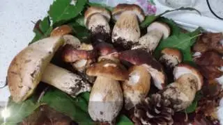 Porcini 2016