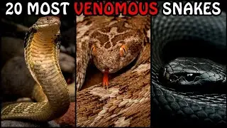 Top 20 Most Venomous Snakes in the World