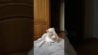 Ваниличка 💋💖#лапки #funnycats #catlover #pets #cat #котики #cutecat #кот