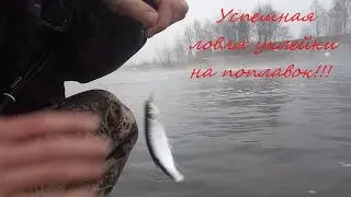 Successful fishing for bleak with a float!!!