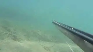 carosello di lucci di mare