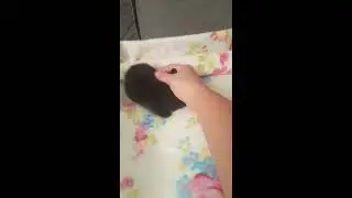 Miot M - Teddy Bunny