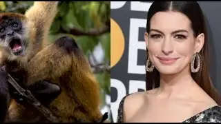 The Bored Game - Anne Hathaway or a Spider Monkey