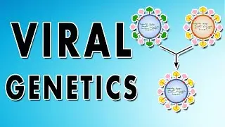 Reassortment, Phenotypic mixing, Recombination and Complementation