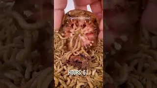 10 000 Mealworms vs. Tomato