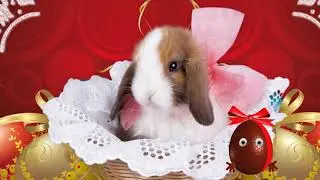 ♫  ♥  ♫  ♥  ♫  Pisanki  ♫  ♥  ♫  ♥  ♫ Wielkanocnie dla dzieci ♫ ♫ ♫