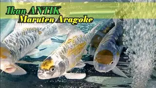 Edisi antikan ARAGOKE,, Buruan stok terbatas