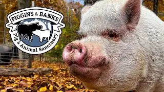 Piggins and Banks: A Sanctuary for Pigs