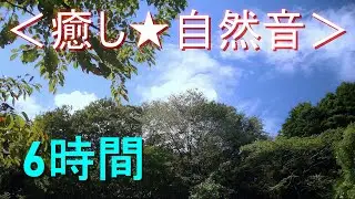 ＜癒し★自然音＞ ミンミンゼミの鳴き声【6時間】セミが鳴く夏の森林（安らぎ・勉強・リラックス・リフレッシュ・ストレス解消）