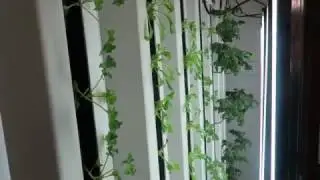 Indoor Hydroponic Vertical Gardening using  Zip Grow Towers