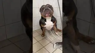 ￼ Banho do Pitbull