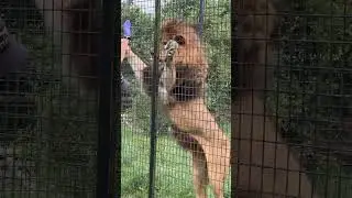 Lion #BCS #conservation