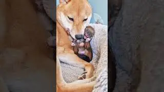 you & me 💕 #dog #shibainus #pet #suki #fy #shiba #potat #shibapup #wooglobe #puppy