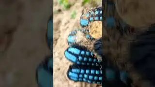 ОТКОПАЛИ МОНЕТКУ