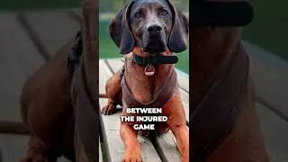 Meet the Bavarian Mountain Hound - The Ultimate Tracker with an Unbeatable Nose