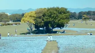 Sony a6500 sample - Umino Nakamichi Flower Field in 2017, Nemophila, spring @Fukuoka