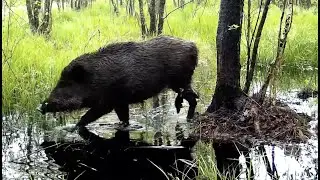 Косули, серые журавли и дикий кабан у дерева-чесалки на болоте