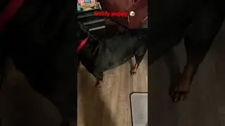 German Rottweiler (Bear) chasing green laser