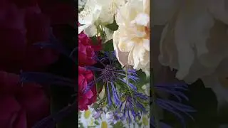 #Собаки с бело-сине-красными цветами #флаг #россия #бордерколли #тальков @Mila_PopDog#трюки #dog