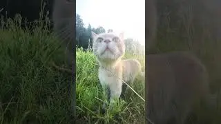 З тобою все горазд🥹?#cat #nature #kpop #cute #kitten