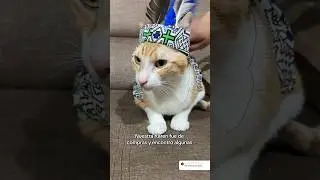 Acompáñanos a hacer nuestros outfits 2 #viral #gatos #michi #cat #michis #shorts #parati #cats #pets