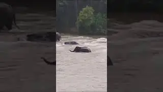 കുത്തൊഴുക്കിൽ കുട്ടിയാന