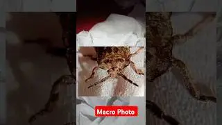 #fotografi #macrophotography #insects #nature #photographystyles #serangga #macrophoto