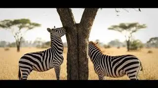Zebra's Secret Smile: Unveiling the Enigma of the Flehmen Response & Chemical Communication