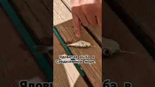Шок. Ядовитые рыбы в Средиземном море