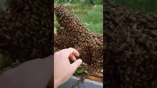 🐝🍯