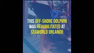 SeaWorld Dolphin Rescue - Hemmingway
