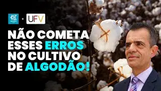 OS MAIORES ERROS QUE VOCÊ PODE COMETER NA COTONICULTURA