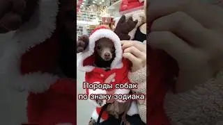 Породы собак по знаку зодиака 
