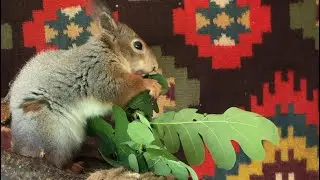 Дубовая белочка 🌳 #animals #животные