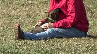 Lime collar Sable Male- Volhard clip4