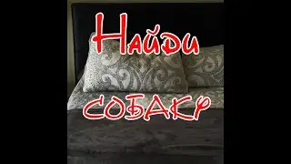 НАЙДИ СОБАКУ