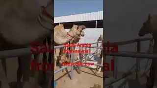 camel from Saudi Arabia #new #shorts