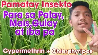 Mabisang Pangkontrol sa Army Worm Cutworm BPH/GLH Stemborer at iba pa | Cypermethrin + Chlorphyripos
