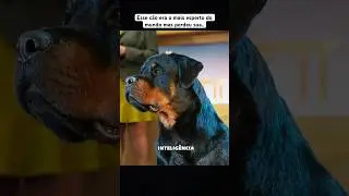 Esse cão é o mais esperto do mundo 