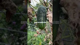 Waiting for Cucumber Seeds