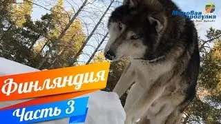 НОЧЬ В ТЮРЬМЕ! Мировая прогулка по Финляндии. Часть 3