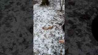 Белочки