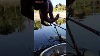 Mancing Harian di KP. Mina Keteng Bedingin Sambit Ponorogo